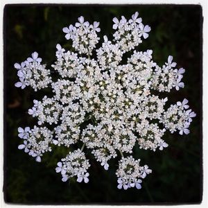 Meet your Posher, Cathy